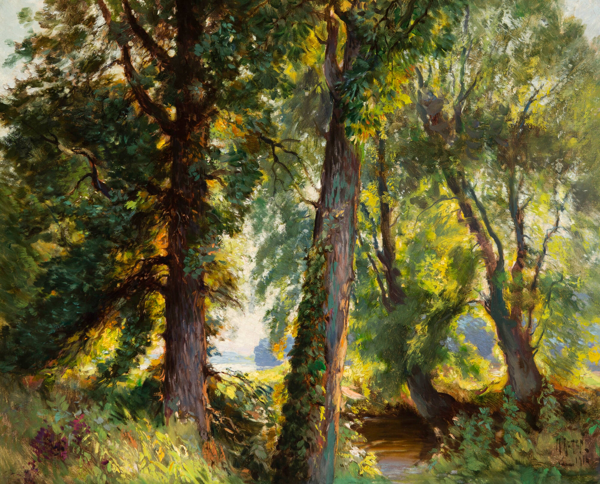 View from inside woods looking out. There is a clearing in the trees where sun is shining into the forest.